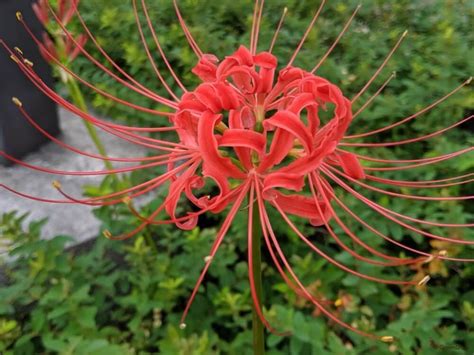 彼岸花 地獄花|ヒガンバナ